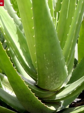 Pure aloe vera gel