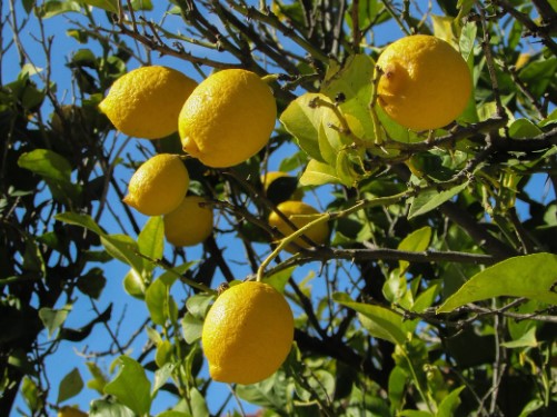 Lemon tree image